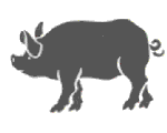 horoscope chinois - signe chinois le cochon